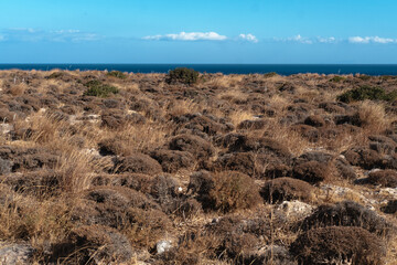 view on the dry heather of Crete, with the sky on the background, 