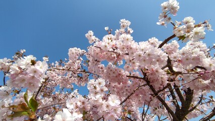 Fleur de cerisier rose