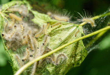 Caterpillars of American white butterfly (Hyphantria cunea, moth fall webworm) quarantine pest on leaves. Weaving trees with cobwebs by larvae. Leaf under transparent cobweb. Selective focus.