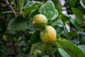 selective focus of lemons on a tree