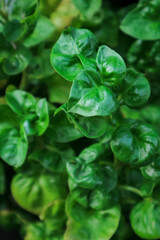 image of Selective focus sisso spinach, also known as brazillian spinach (Brazilian Spinach). background, graphic design