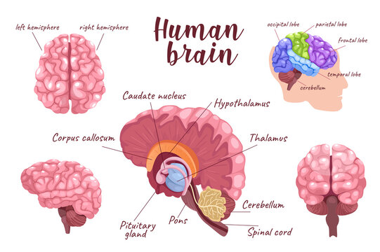 Human brain 3d realistic set. Bundle of anatomy medical infographic, left and right hemisphere, frontal or temporal lobe at side, internal brain structure, other isolated elements.