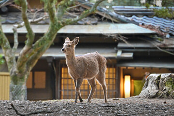 奈良公園の鹿　【奈良風景】