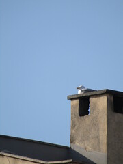 chimney on the roof with a seagull sleeping on it