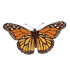 Color  butterfly , isolated on the white background