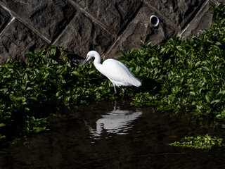 bright white little egret in Hikiji River