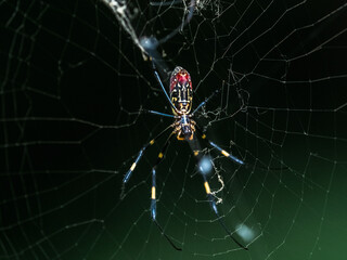 colorful Joro spider in a Japanese forest