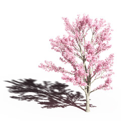 Obraz na płótnie Canvas large tree with a shadow under it, isolated on white background, 3D illustration, cg render