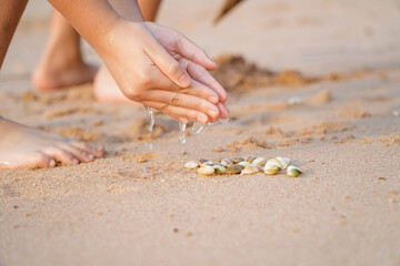 Shellfish on the sandy beach in child's hand with sea water saves shellfish,Asian children playing on the sand Discovery of natural shellfish life,Happy vacation time near an ocean.