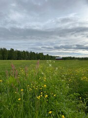 Green field view, summer landscape