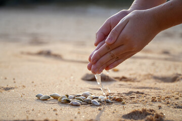 Shellfish on the sandy beach in child's hand with sea water saves shellfish,Asian children playing on the sand Discovery of natural shellfish life,Happy vacation time near an ocean.