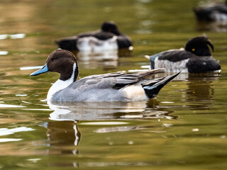 male northern pintail duck wintering in Ueno 3