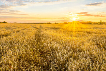 Amazing view at beautiful summer golden wheaten field with beautiful sunny sky on background, rows leading far away, valley landscape