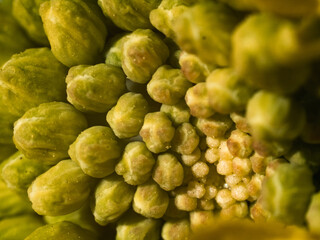 macro shot of wild field mustard flowers 1