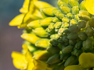 macro shot of wild field mustard flowers 2