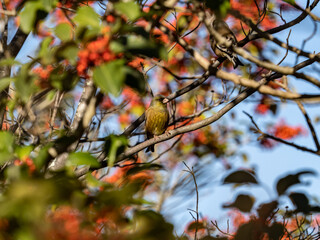 cute Oriental greenfinch perched in a tree 1