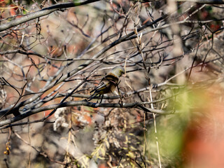 cute Oriental greenfinch perched in a tree 2