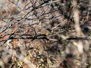 cute Oriental greenfinch perched in a tree 3