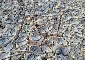 Rice seedlings growing on dry and salty soil