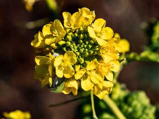 close-up shot of wild field mustard flowers s