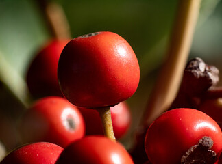 macro photo of small red kurogane holly berries 8