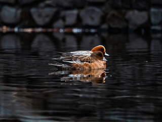 Eurasian wigeons on a park in early morning 5
