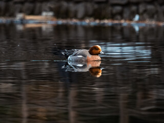 Eurasian wigeons on a park in early morning 6