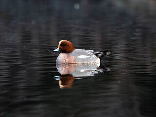 Eurasian wigeon on a park in early morning 1