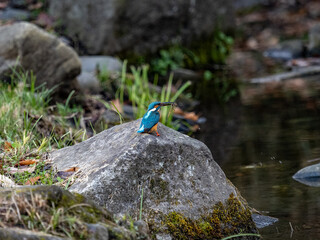 colorful common kingfisher fishing from a rock 3