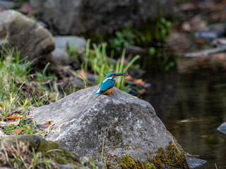colorful common kingfisher fishing from a rock 4
