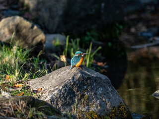 colorful common kingfisher fishing from a rock 6