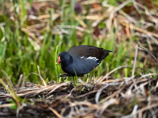 common moorhen in marshland grasses 3