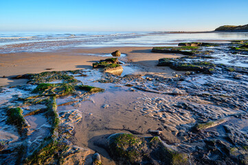 Fototapeta na wymiar Ancient Forest Floor on Low Hauxley Beach. Ancient tree stumps and logs lie in Low Hauxley Beach near Amble, Northumberland, believed to be part of Doggerland and a 7000 year old forest