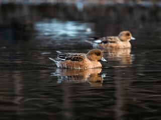 Eurasian wigeons on a park in early morning 3