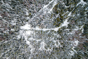 Winter forest