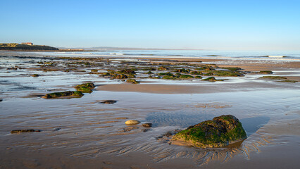 Remains of Ancient Forest on Hauxley Beach.  Ancient tree stumps and logs lie in Low Hauxley Beach...