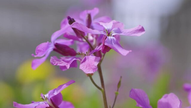 Slow motion video of Purple violet Lunaria flower