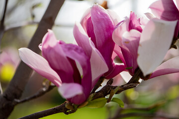 Magnolia in full bloom in the park