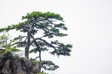 Pine trees in Huangshan Natural Scenic Area, Anhui province