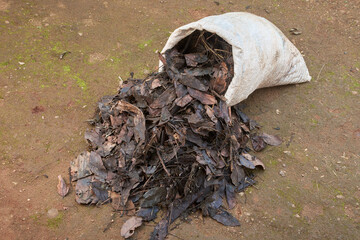 bag full of fallen dry leaves for organic fertilizer, closeup view of transformation of fallen...