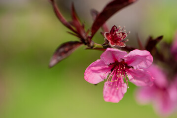 In spring, the garden is blooming with red leaves and blue peach flowers