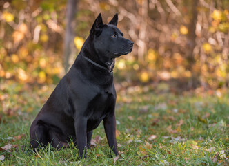Thai Ridgeback sitting on the grass