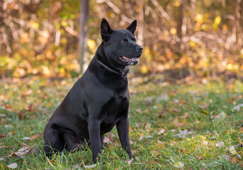 Thai Ridgeback sitting on the grass. Open Mouth
