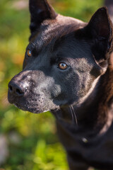 Thai Ridgeback dog face.