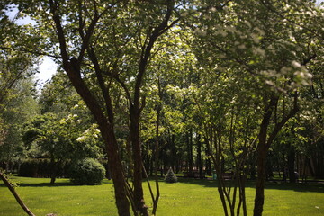 Green park with lawn and trees in a city at sunset