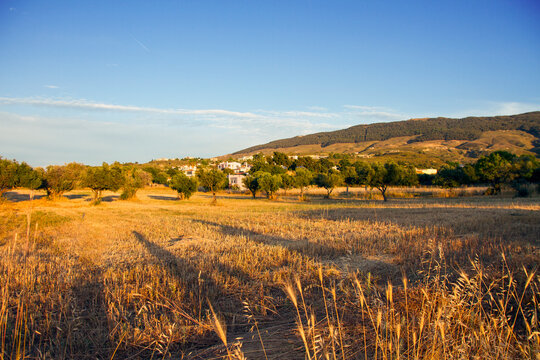wheat field in autumn