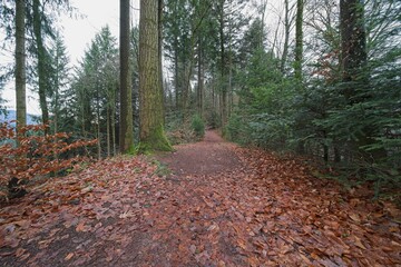 landscape in the forest, it's winter and in central europe.