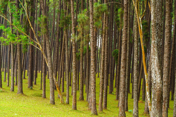 Fototapeta premium Pine forest at Bor luang Sub-district, Chiang mai Province, Thailand.