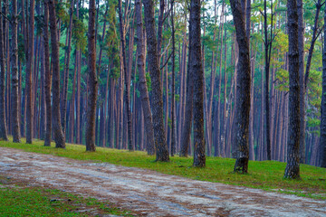 Pine forest at Bor luang Sub-district, Chiang mai Province, Thailand.