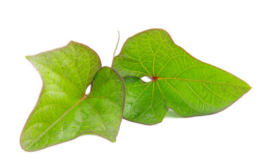 potato leaf isolated on white background